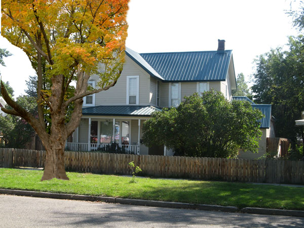 Huge maple tree at 1018 2nd Ave N in Payette